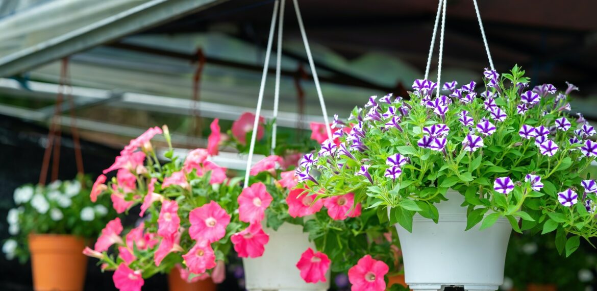 Multicoloured petunias hanging on the flower pot.