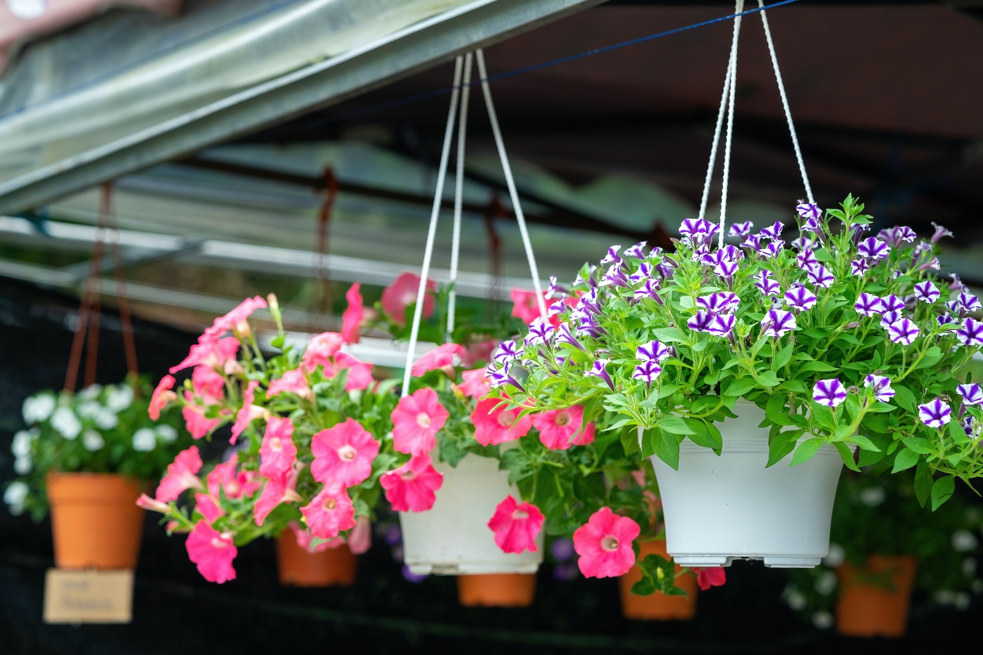 Multicoloured petunias hanging on the flower pot.