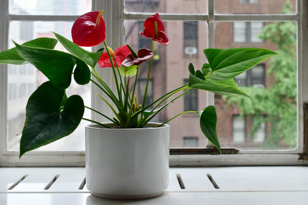 Plant by the window