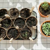 Planted herbs in peat pots. Home gardening