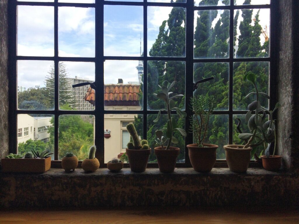 Plants in pots on the window sill