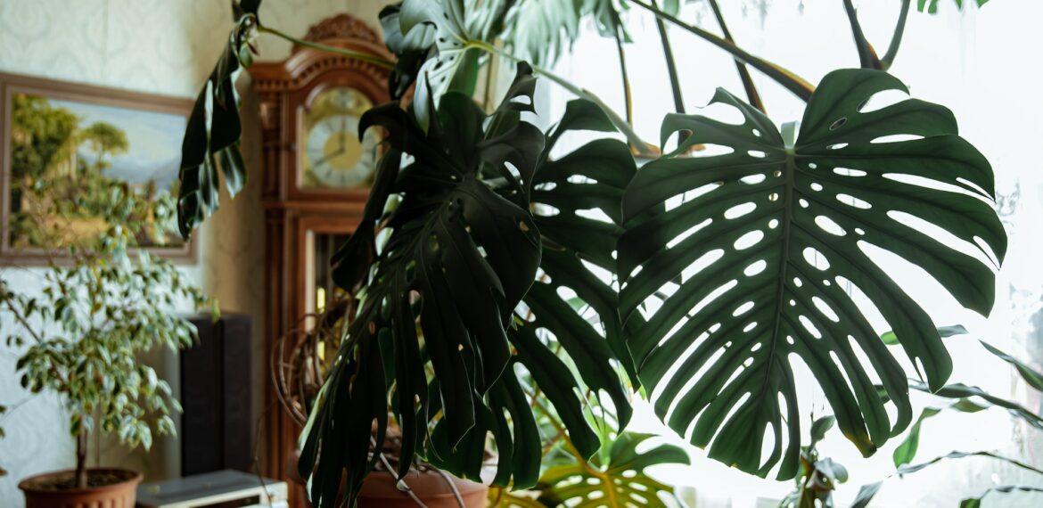 Room interior with monstera plants and other houseplants.