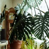 Room interior with monstera plants and other houseplants.
