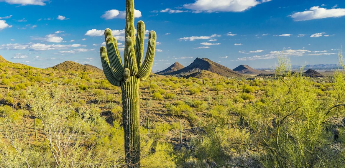 Scottsdale desert in Arizona, USA
