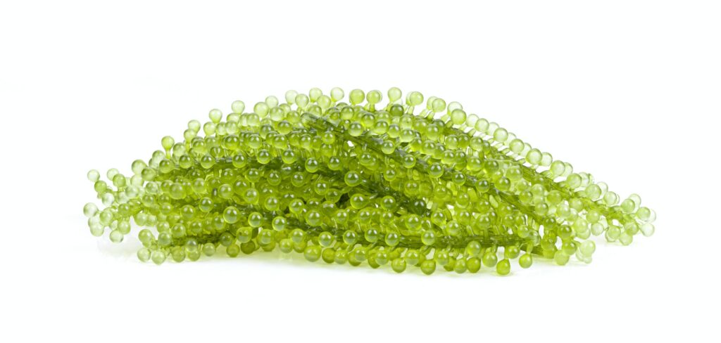 Sea grapes ( green caviar ) seaweed on white