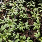 Seedlings of tomatoes in containers for planting