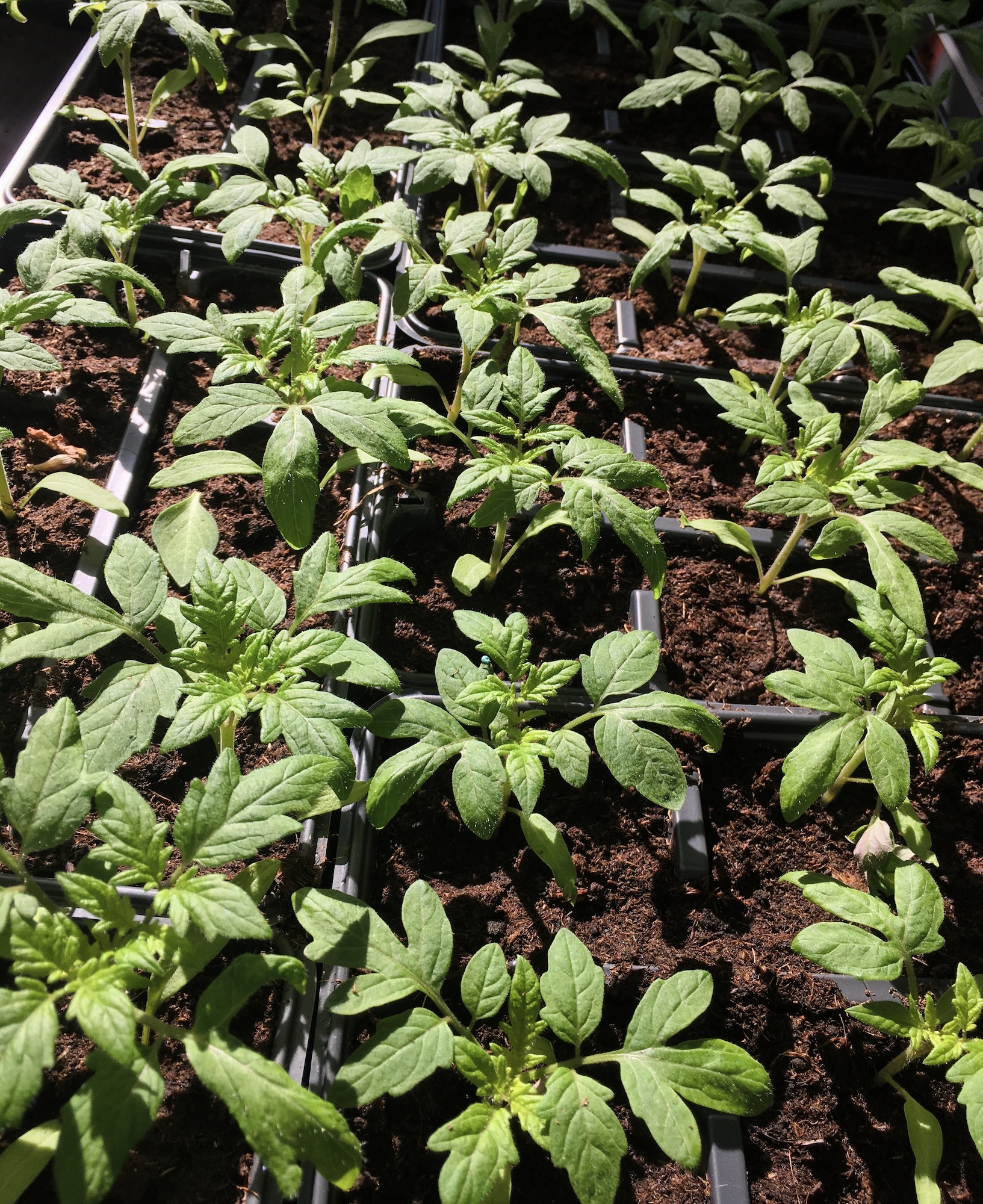 Seedlings of tomatoes in containers for planting