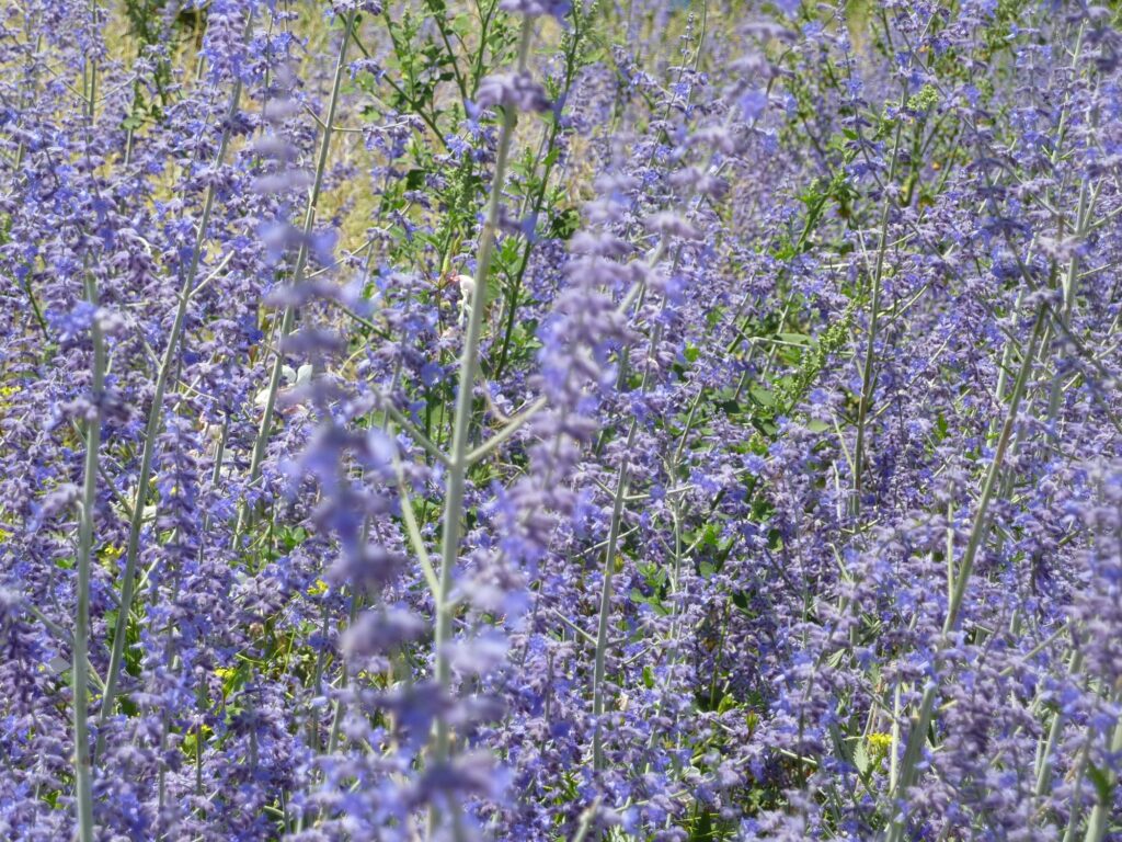 Selective focus shot of Russian sage flowers on a field