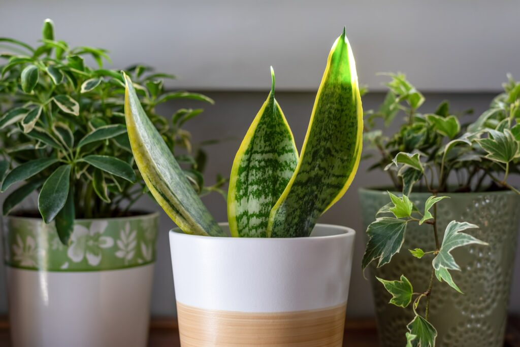 Snake plant growing in a pot near a sunny window