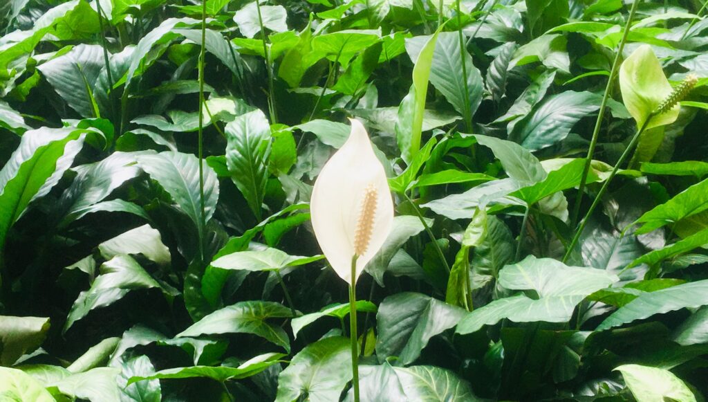 Solitary Peace Lily