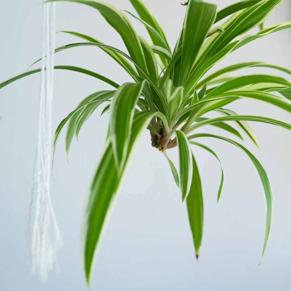 Spider plant baby hanging.