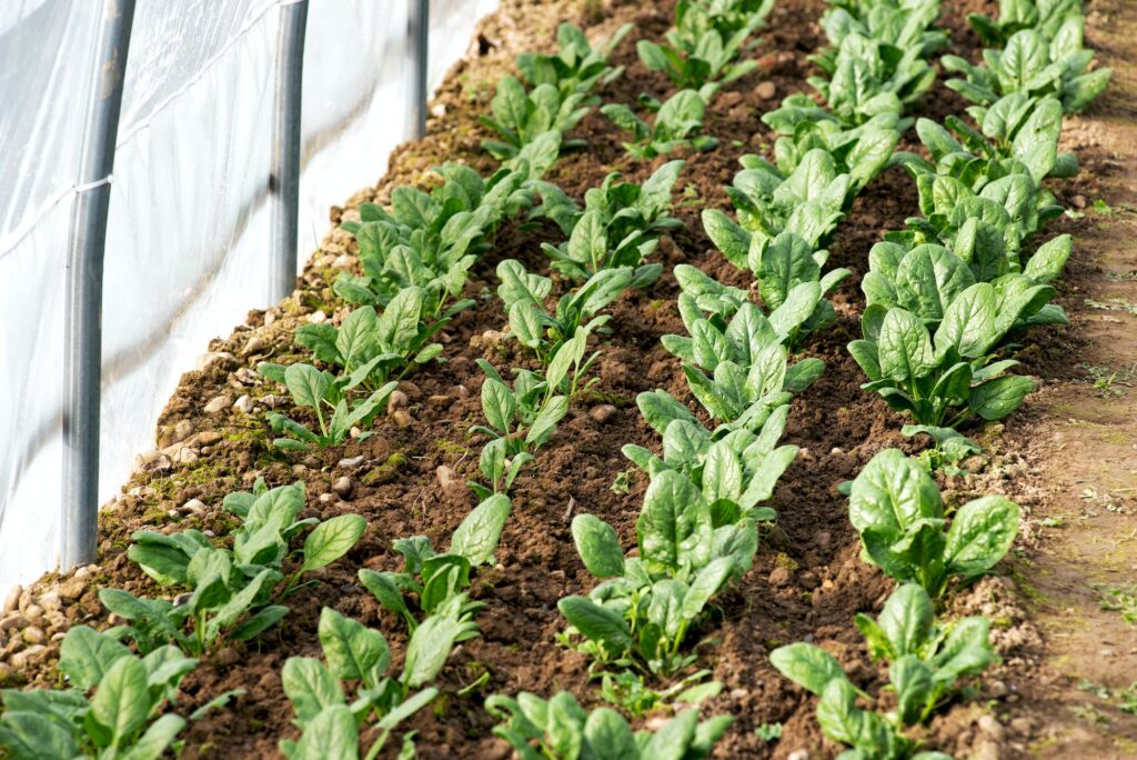 Spring crop of spinach growing in a greenhouse