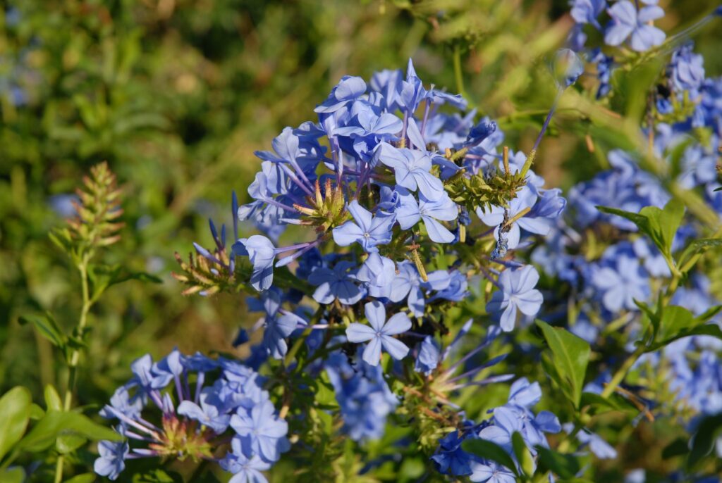 Sticky blue flowers if Plumbago auriculata, also known as Cape Leadwort.