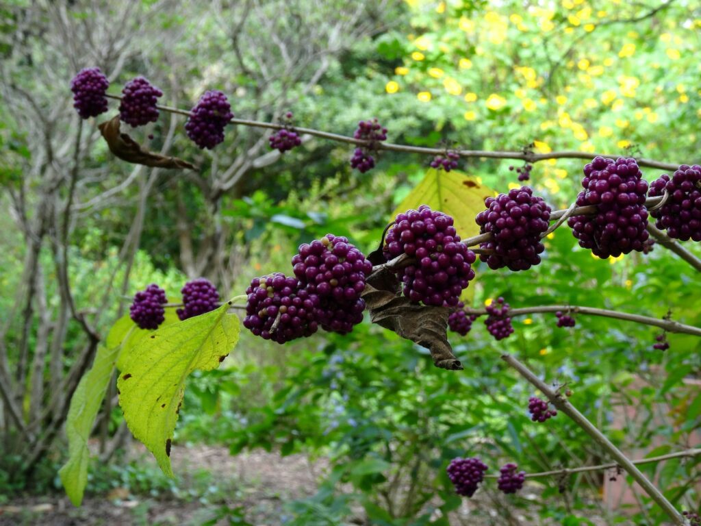 The American beautyberry is best known for it