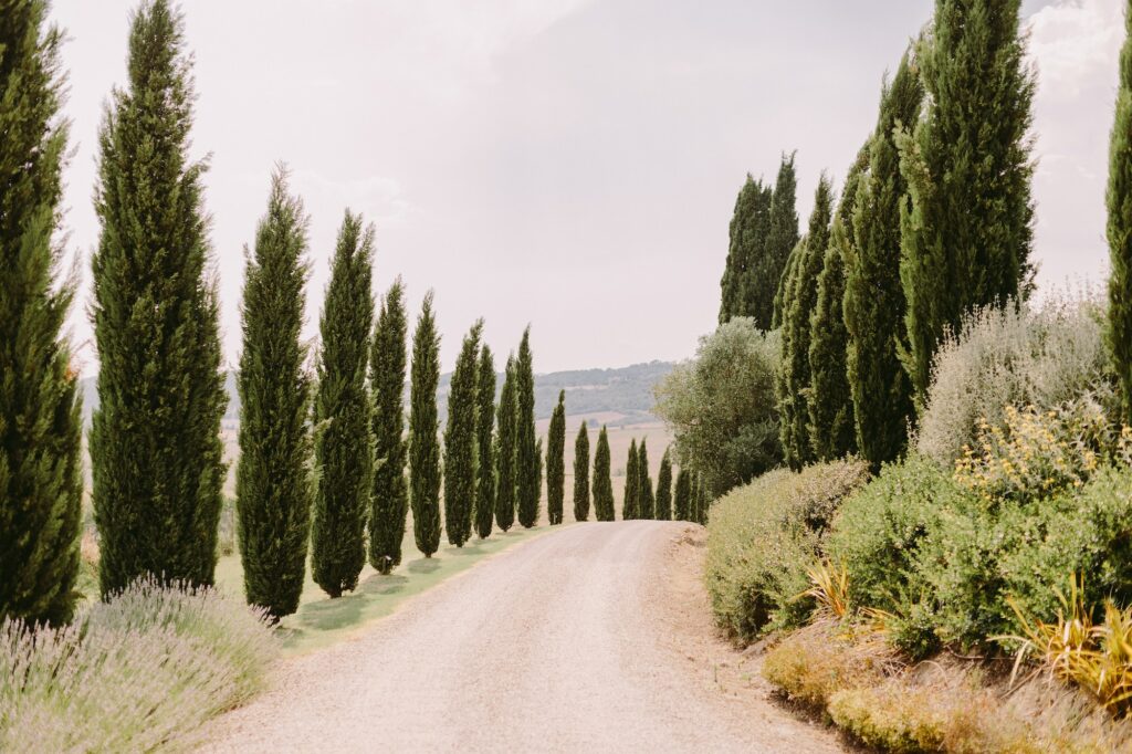tuscany view with cypress trees