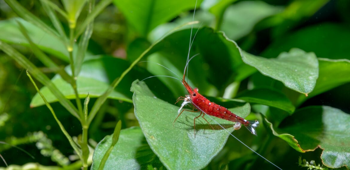 White spot sulawesi shrimp or cardinal shrimp with long antenna stay alone on green leaf plant