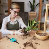 Young Woman Potting Snake Plant Indoors