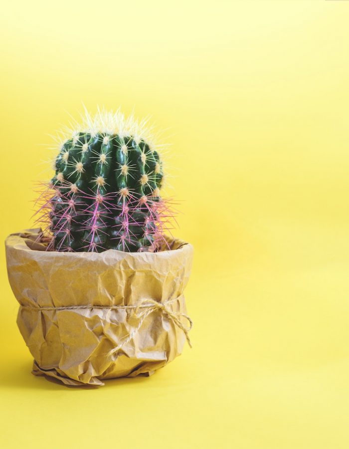 A cactus in pot wrapped in craft paper.