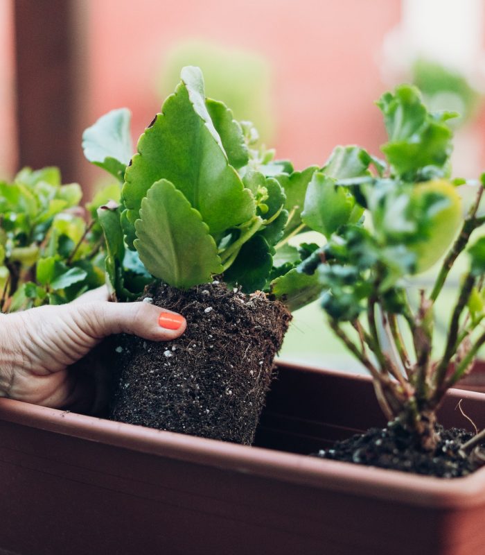 A woman's hands planting a plant in a rectangular pot