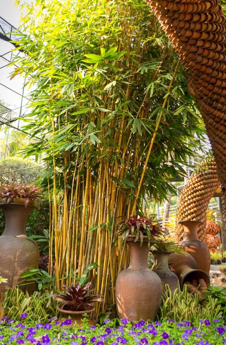 Bamboo bush among clay pots in the botanical garden.