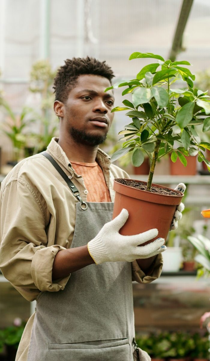 Gardener examining potted plant in shop