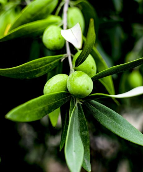 Green olive on the tree with olive tree leaves.