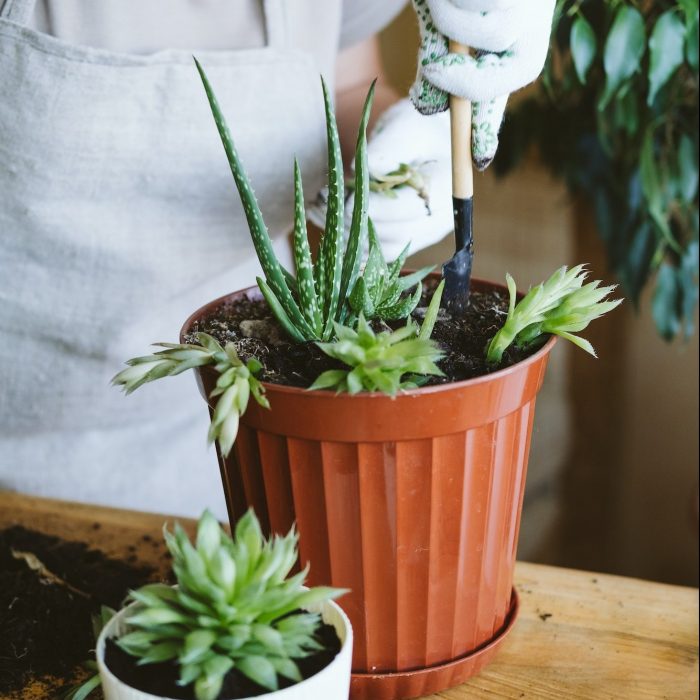 Home garden. Houseplant symbiosis. How to Transplant Repot a Succulent, propagating succulents