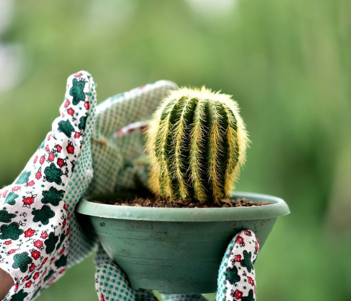 Poting cactus plant