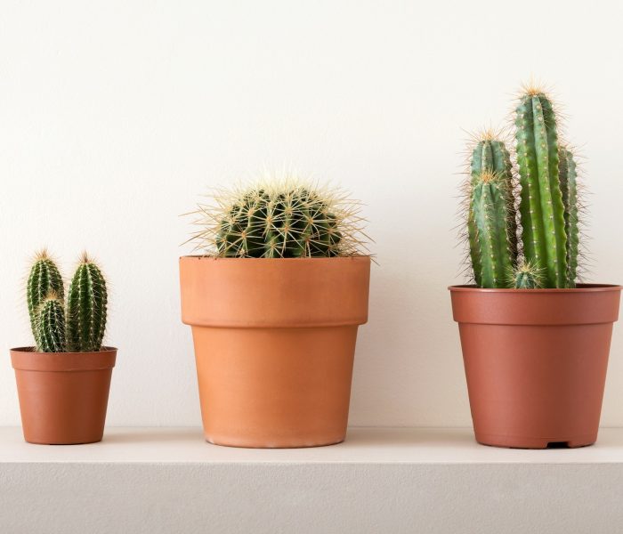 Pots of cactuses on shelf