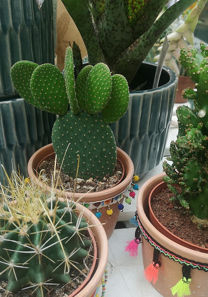 Potted cactuses