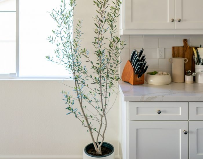 Pretty Indoor Olive Tree in Kitchen