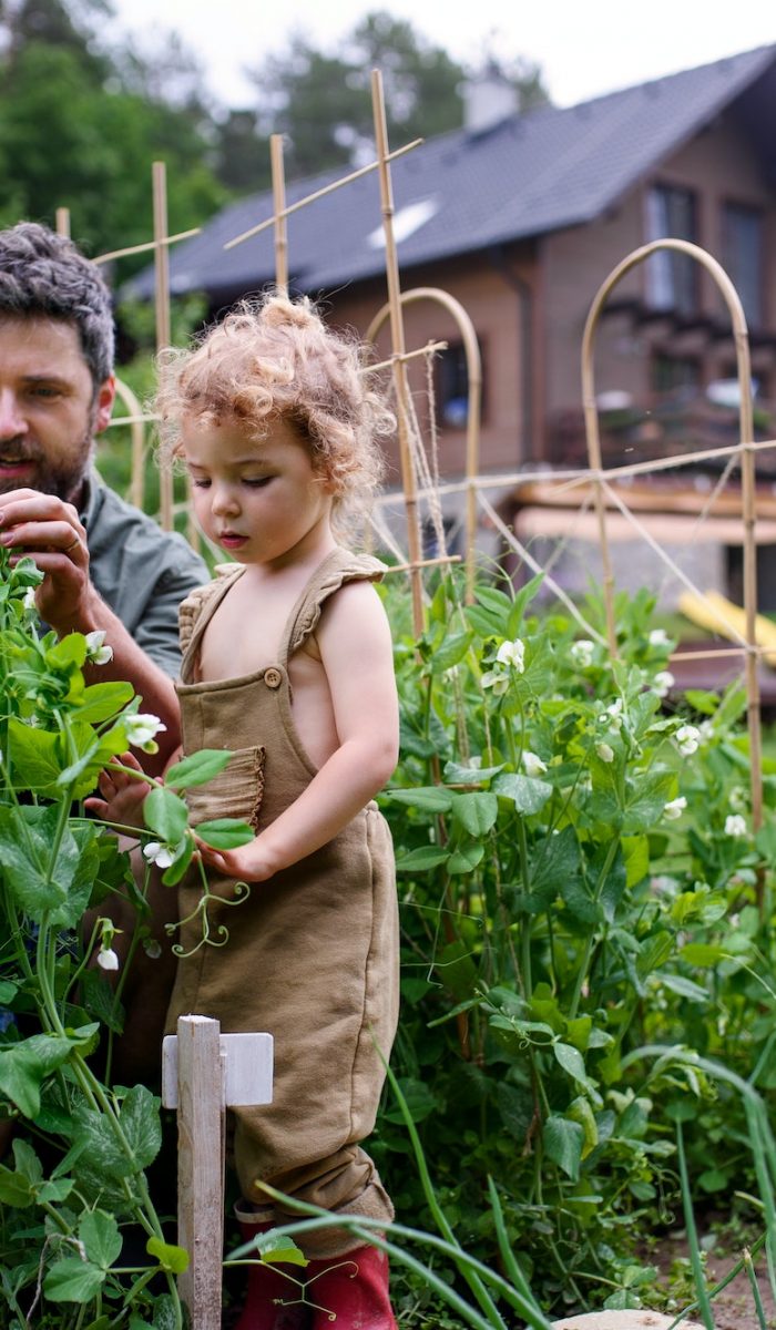 Small girl with father working in vegetable garden, sustainable lifestyle