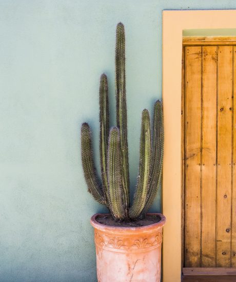 Tall cactus in a pot on a terrace
